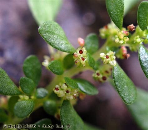 小葉冷水花種植|冷水花屬(Pilea Lindl)成員眾多,園藝品種葉形,葉色均有。